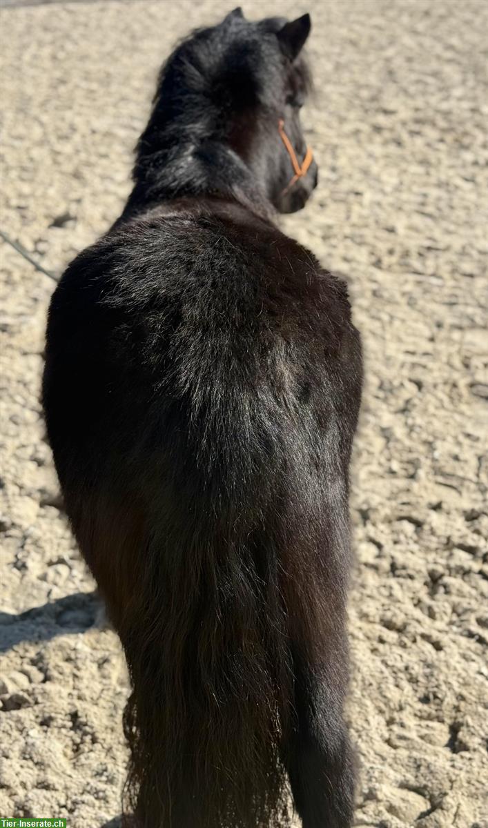 Bild 3: 4-jährige Shetland Pony Stute im grossen Mass