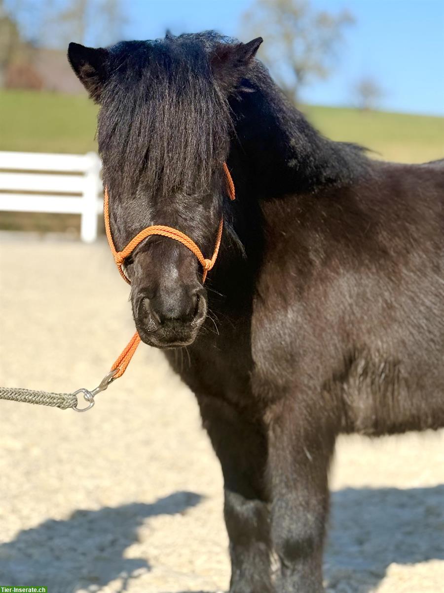 Bild 4: 4-jährige Shetland Pony Stute im grossen Mass