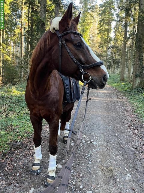 Reitbeteiligung auf tollem Warmblut Wallach, Wittenbach SG