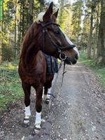 Reitbeteiligung auf tollem Warmblut Wallach, Wittenbach SG