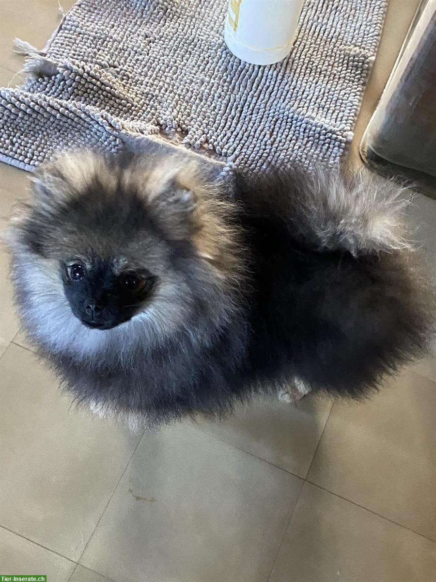 Zwergspitz Pomeranian Rüde zu verkaufen