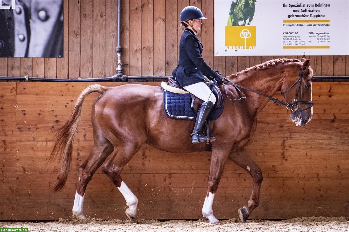 Reitbeteiligung fürs Leben & Freizeitsport, Raum Rapperswil-Jona