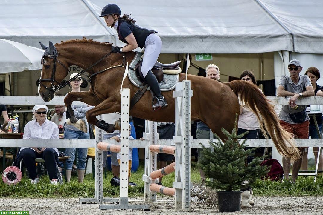 Bild 2: Reitbeteiligung fürs Leben & Freizeitsport, Raum Rapperswil-Jona