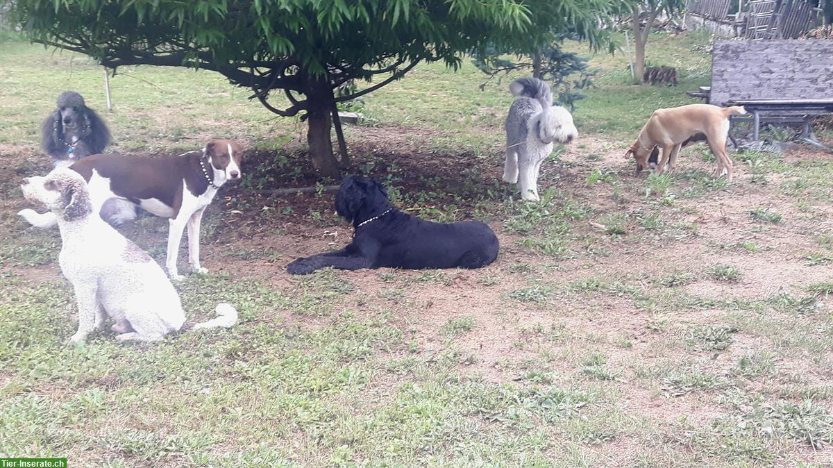 Bild 3: Biete liebevollen Hunde Tagesplatz in Rudelhaltung