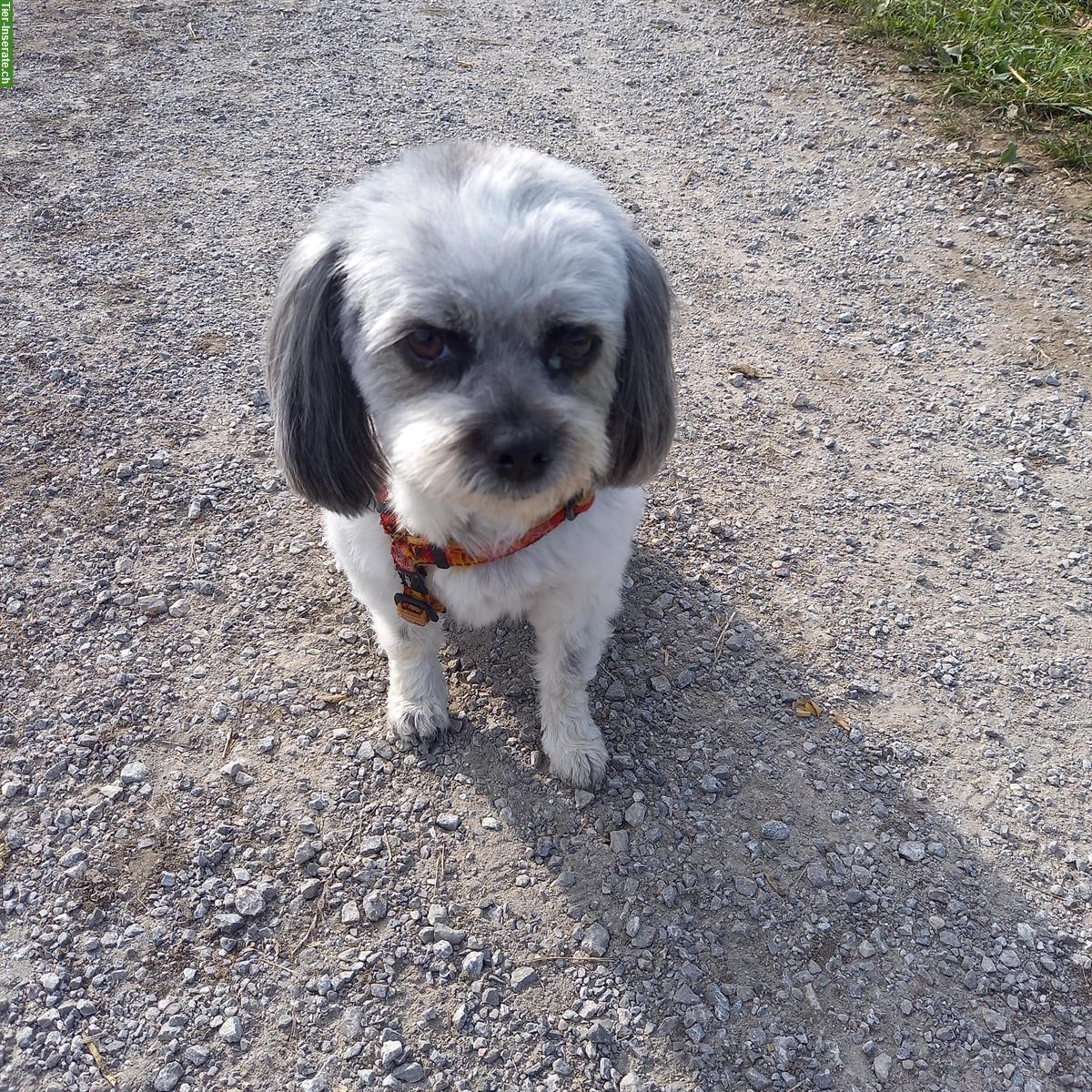 Bild 2: Wurfankündigung: Maltipoo x Bolonka Welpen