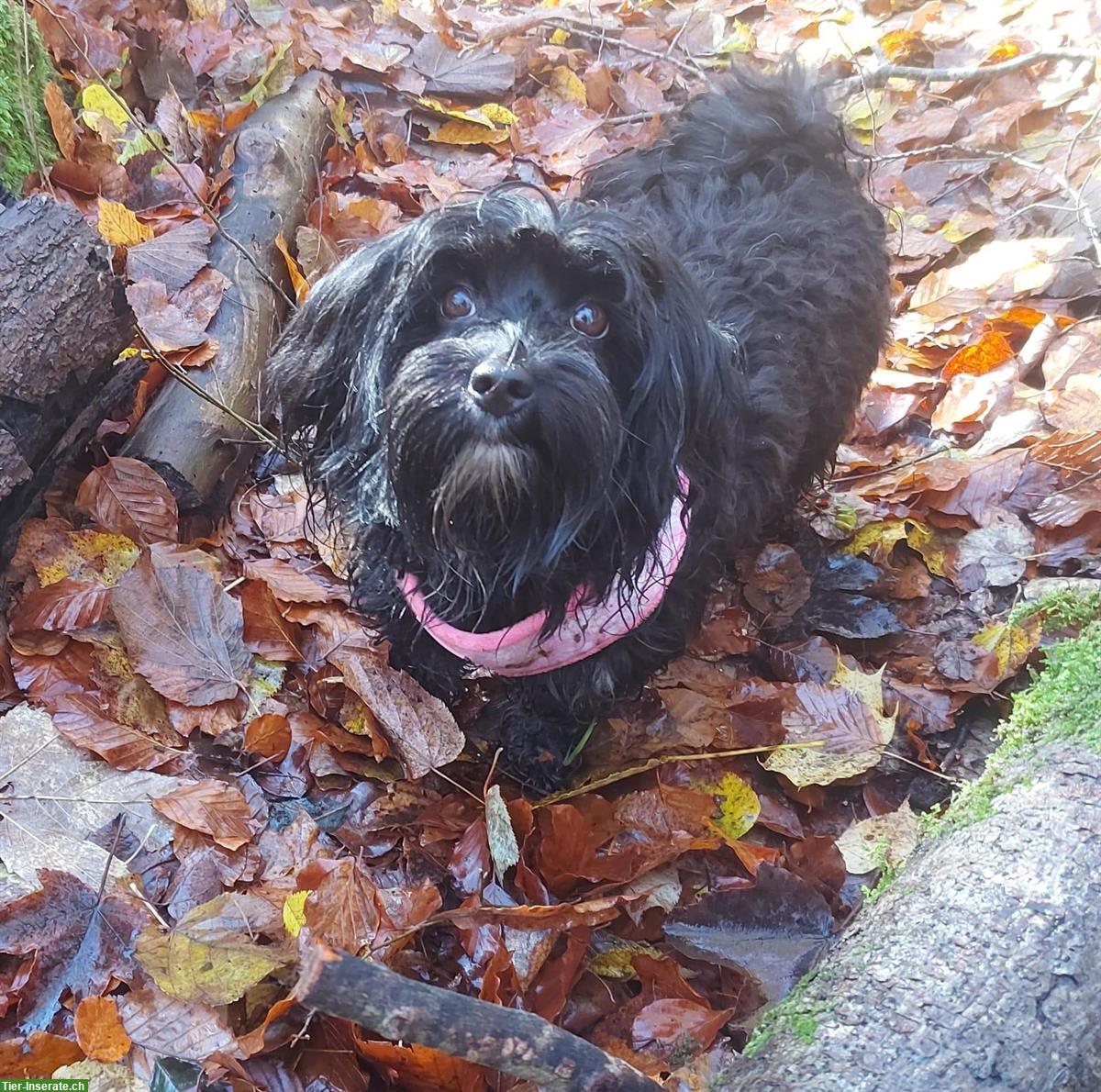 Bild 3: Wurfankündigung: Maltipoo x Bolonka Welpen