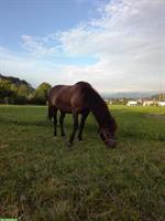 Biete Reitbeteiligung auf Isländer in St. Margrethen SG