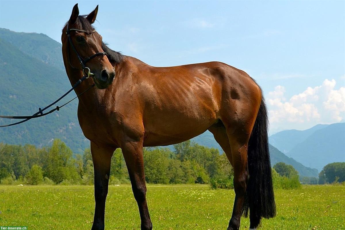 Reitbeteiligung gesucht für talentiertes Springpferd in Thun