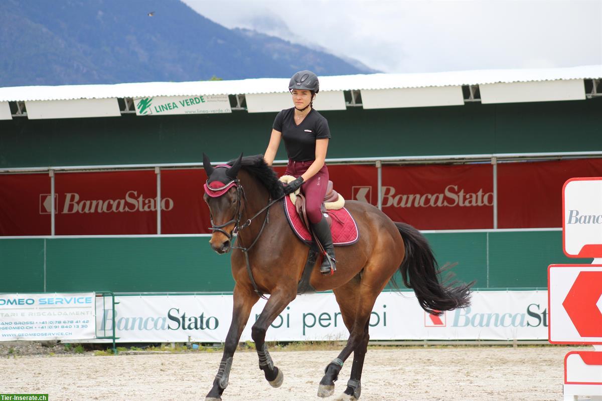 Bild 2: Reitbeteiligung gesucht für talentiertes Springpferd in Thun