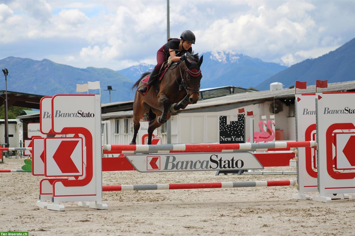 Bild 3: Reitbeteiligung gesucht für talentiertes Springpferd in Thun