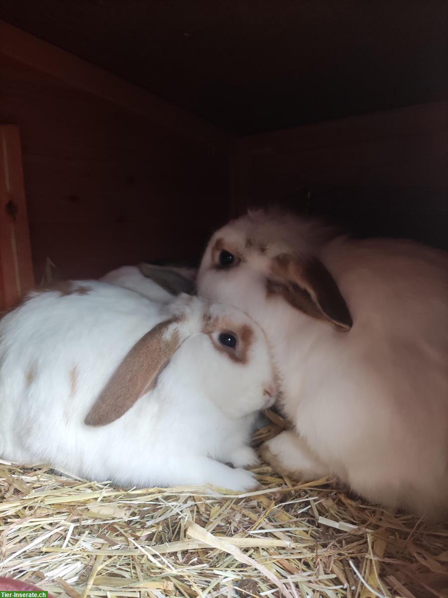 Zwergkaninchen Lilo & Lolo suchen neues Zuhause