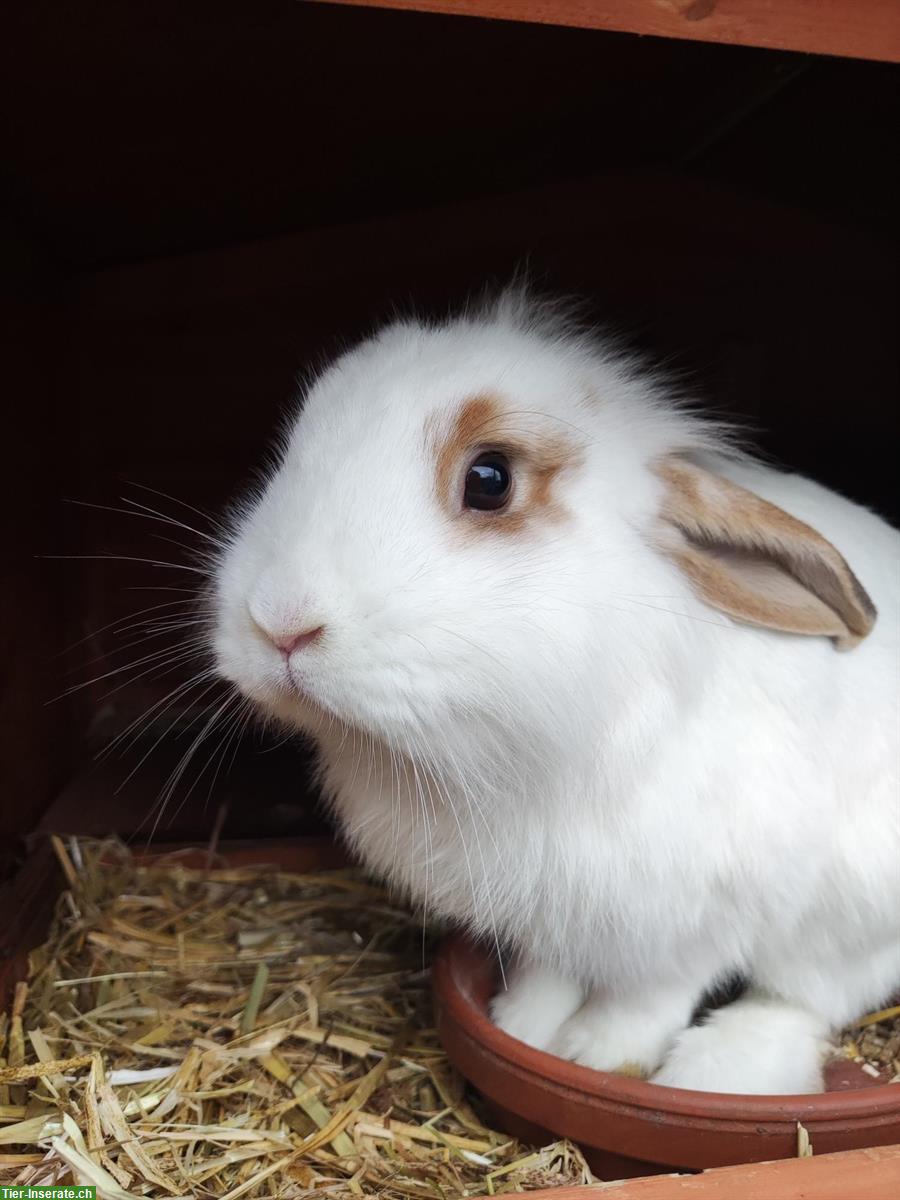 Bild 3: Zwergkaninchen Lilo & Lolo suchen neues Zuhause