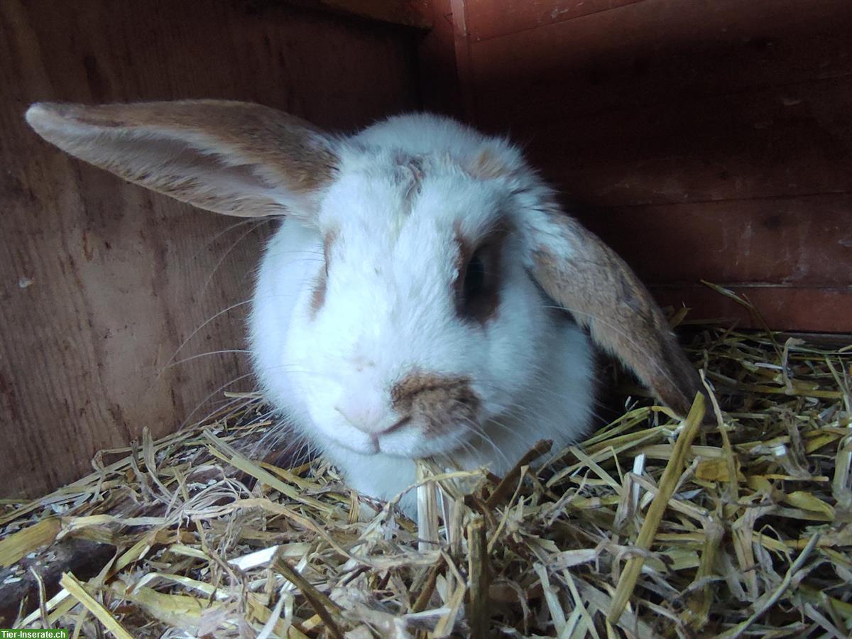 Bild 4: Zwergkaninchen Lilo & Lolo suchen neues Zuhause