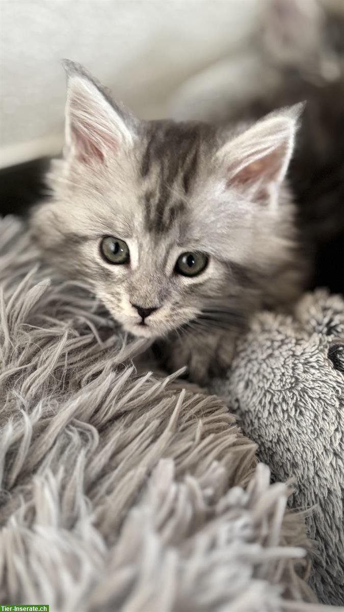 Bild 2: Maine Coon Mix Kitten zu verkaufen