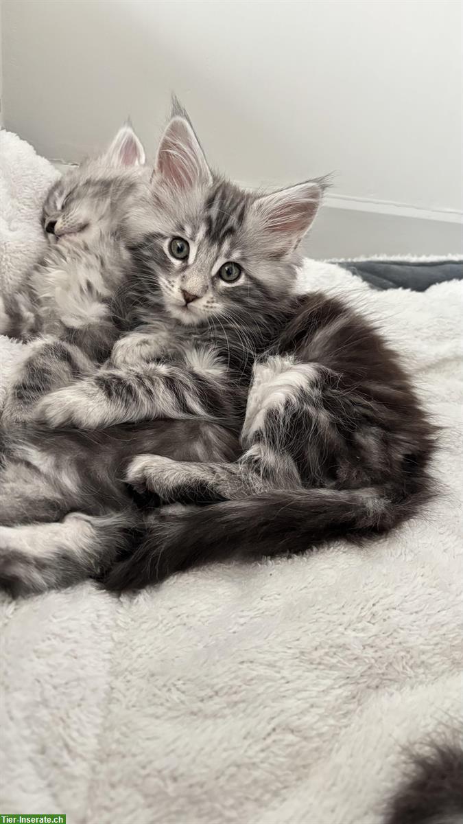 Bild 3: Maine Coon Mix Kitten zu verkaufen