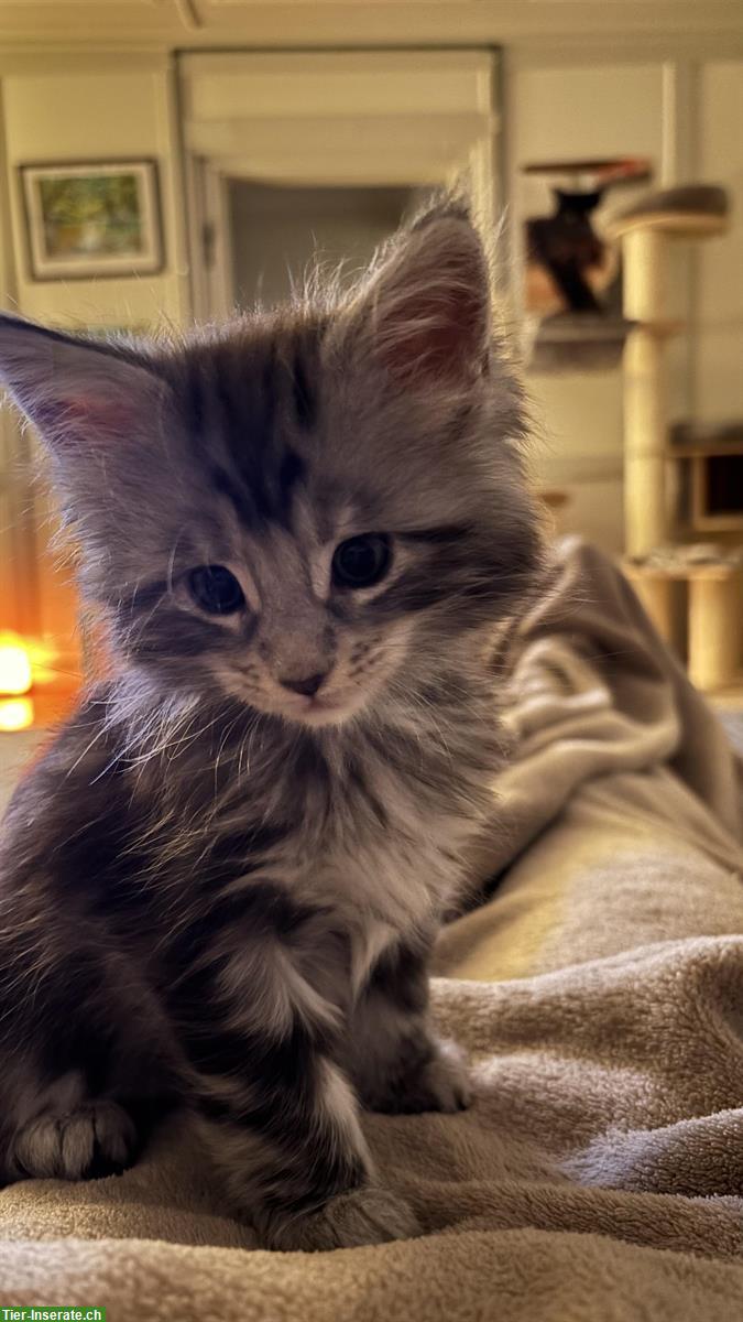 Bild 5: Maine Coon Mix Kitten zu verkaufen