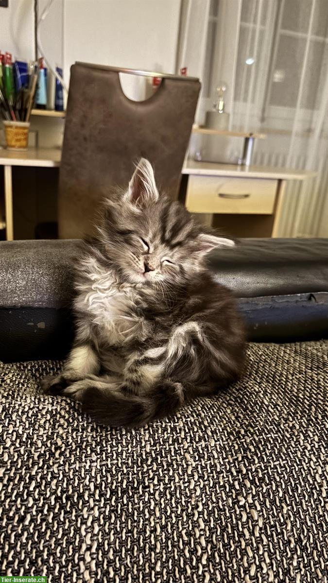 Bild 6: Maine Coon Mix Kitten zu verkaufen