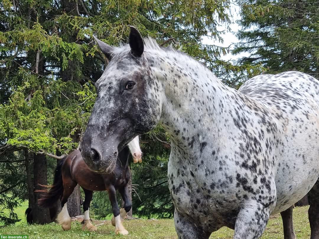 Bild 2: Reitbeteiligung für Noriker Stute zu vergeben, in Besenbüren AG