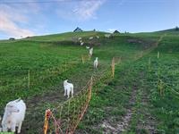 Reinrassige Appenzeller Ziegen zu verkaufen