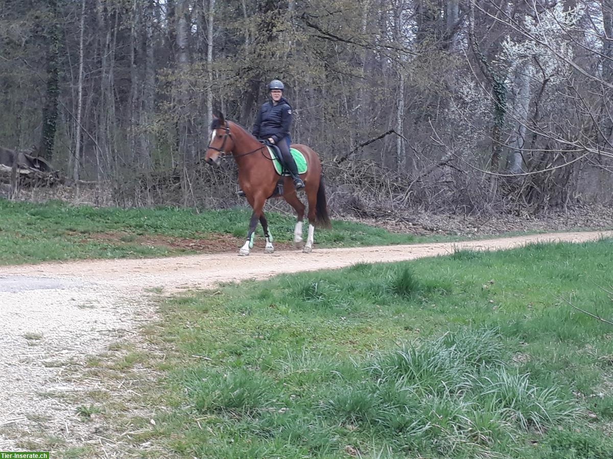 Bild 2: Reitbeteiligung für vertraute 9-jährige FM-Stute, Oberbipp BE