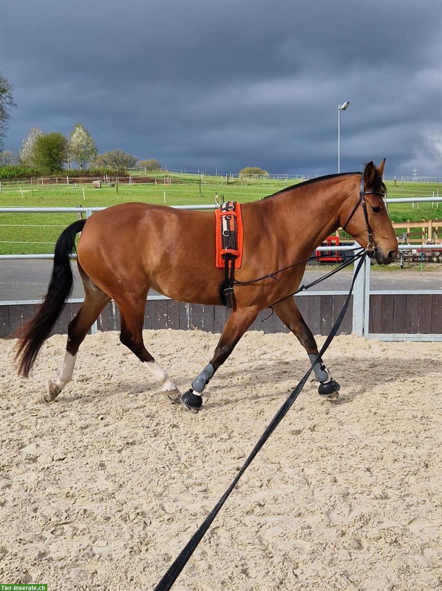 Bild 5: Reitbeteiligung für vertraute 9-jährige FM-Stute, Oberbipp BE