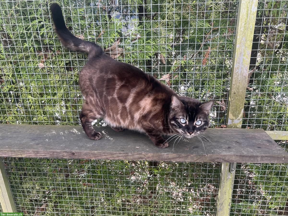 2 erwachsene Bengal Katzen zur Abgabe bereit