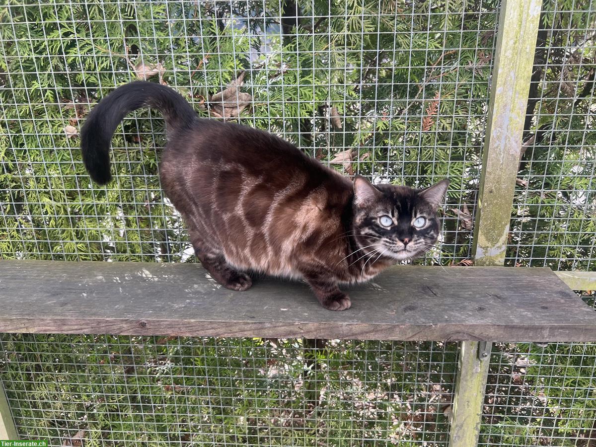 Bild 2: 2 erwachsene Bengal Katzen zur Abgabe bereit