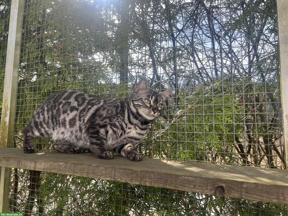 Bild 4: 2 erwachsene Bengal Katzen zur Abgabe bereit