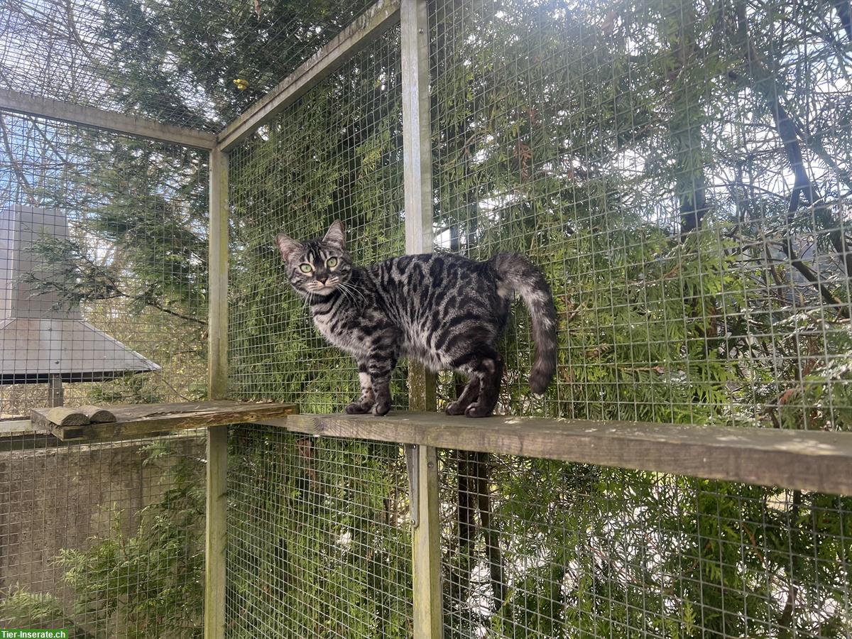 Bild 6: 2 erwachsene Bengal Katzen zur Abgabe bereit