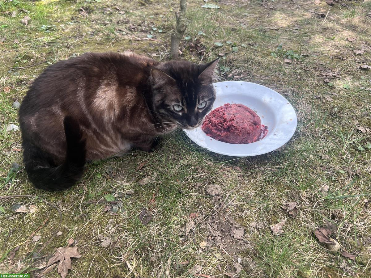 Bild 7: 2 erwachsene Bengal Katzen zur Abgabe bereit