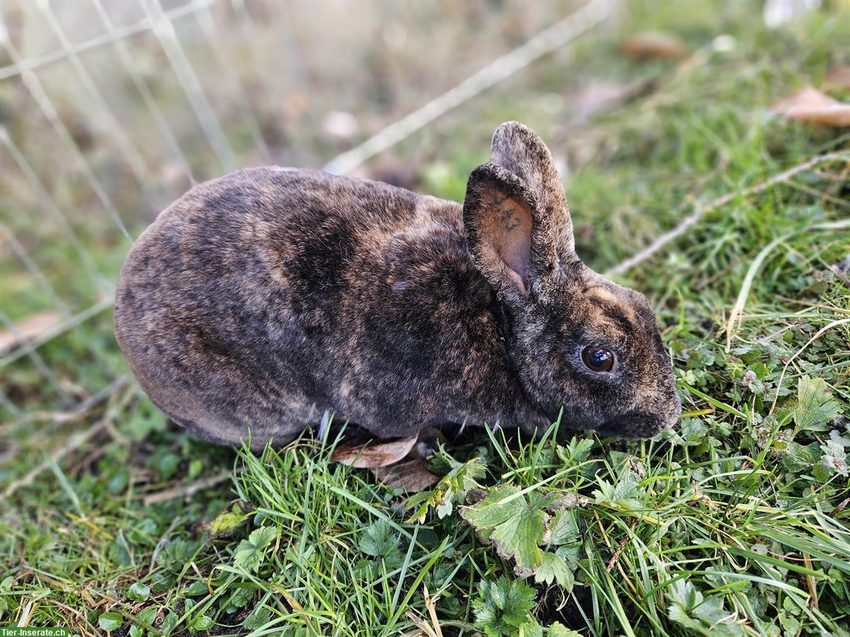 Bild 2: Vollfärbige Rex Kaninchen Zibbe zu verkaufen