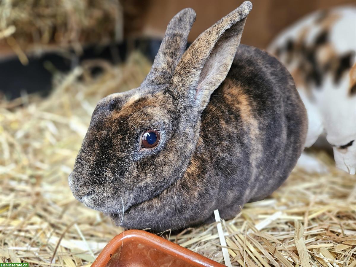 Bild 3: Vollfärbige Rex Kaninchen Zibbe zu verkaufen