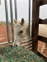 3-jähriger Deutscher Reitpony Wallach zu verkaufen