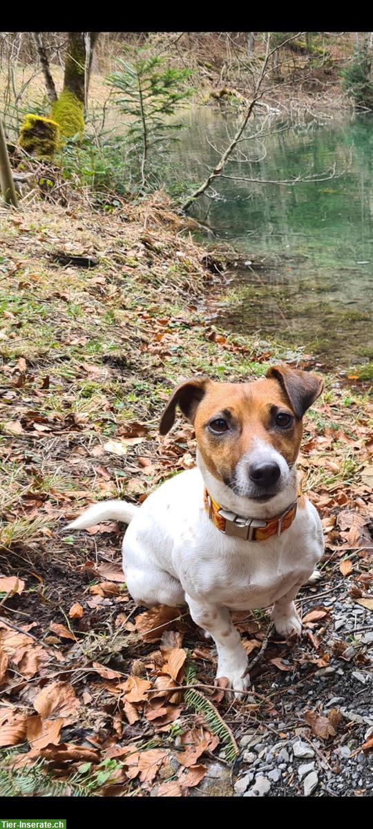 Jack Russell Terrier Hündin, 4-jährig