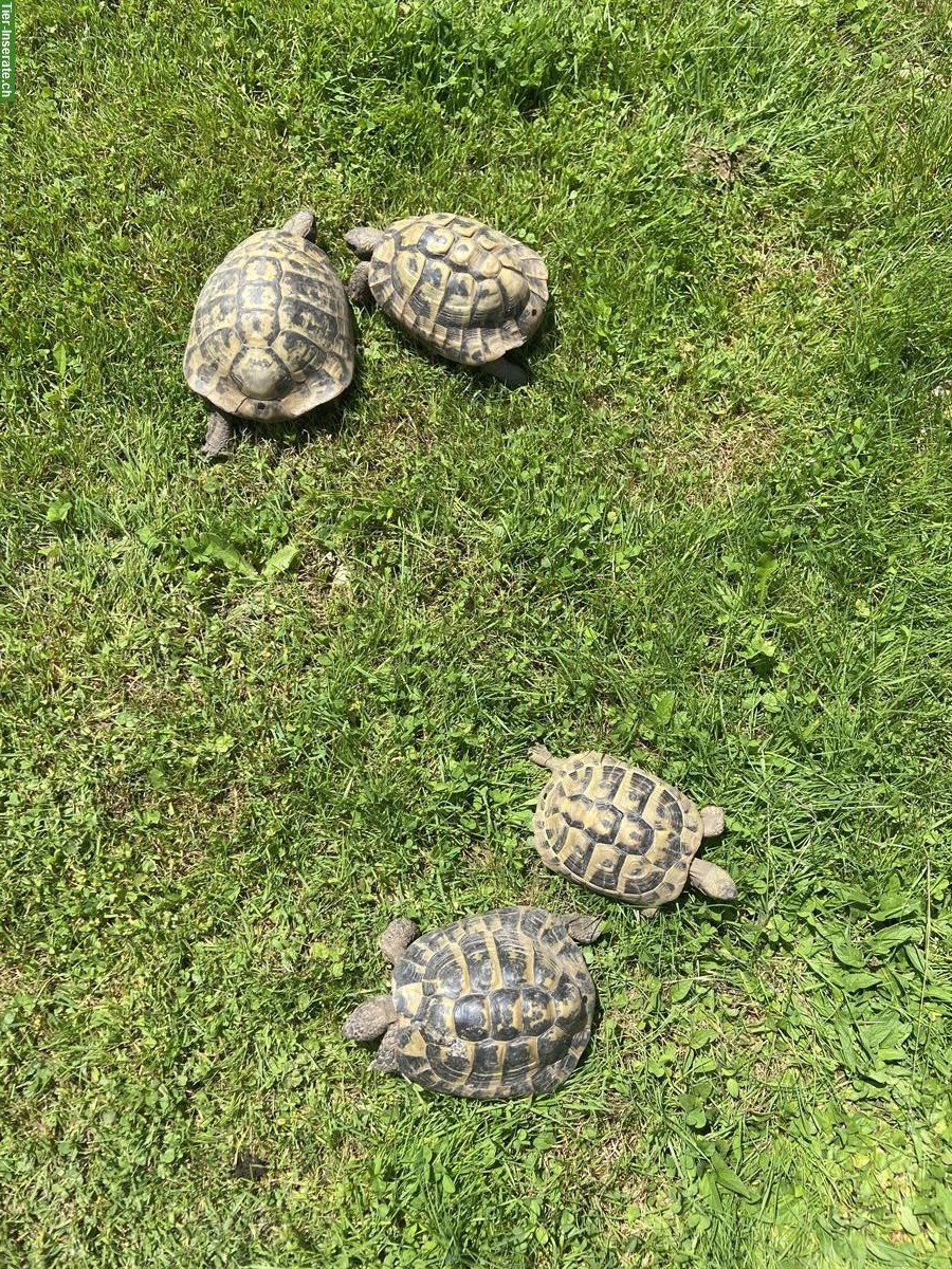 Bild 2: Griechische Landschildkröten, männlich abzugeben