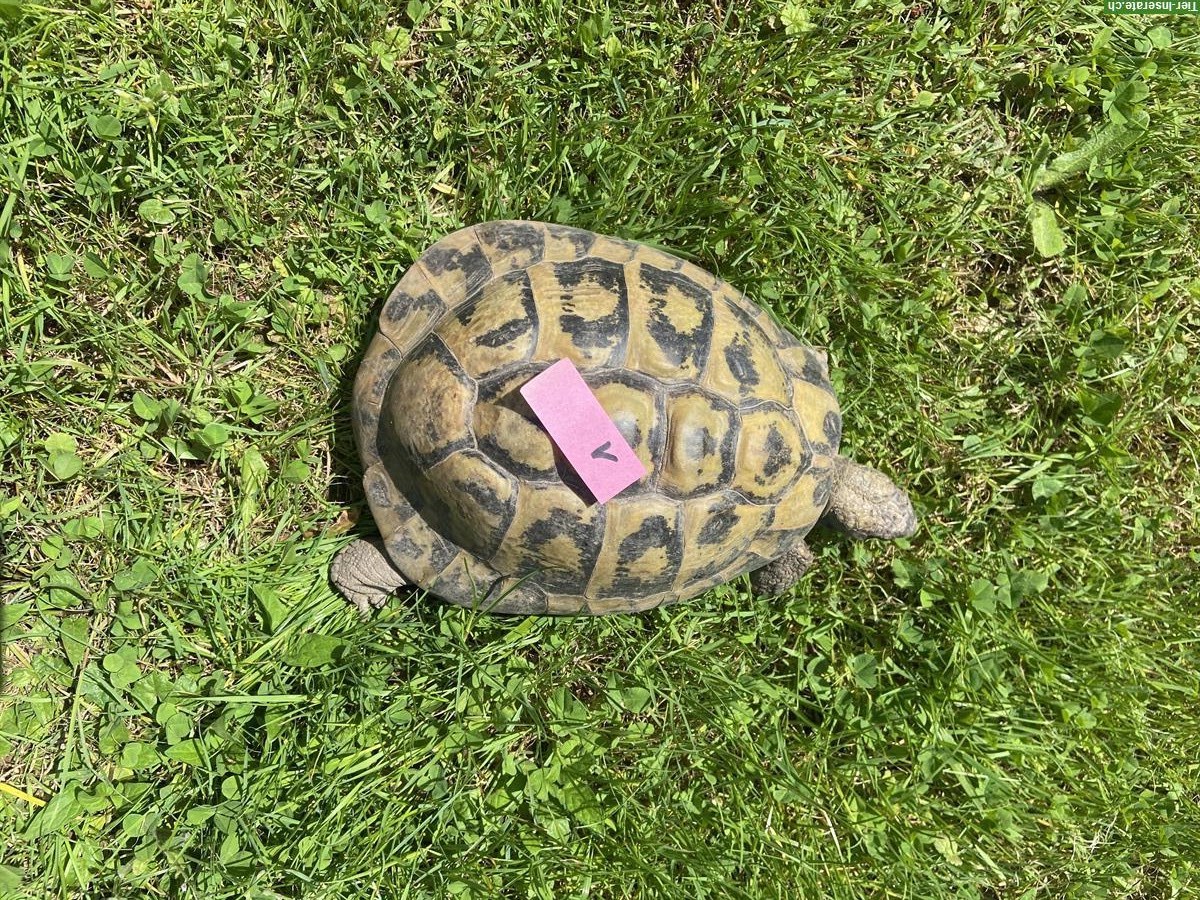 Bild 3: Griechische Landschildkröten, männlich abzugeben