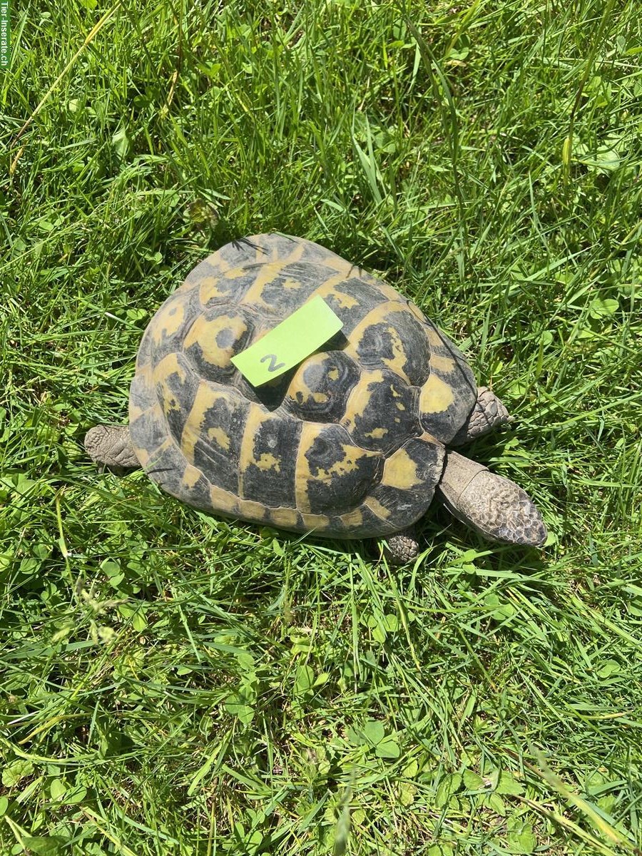 Bild 4: Griechische Landschildkröten, männlich abzugeben