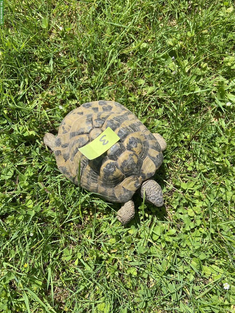 Bild 5: Griechische Landschildkröten, männlich abzugeben