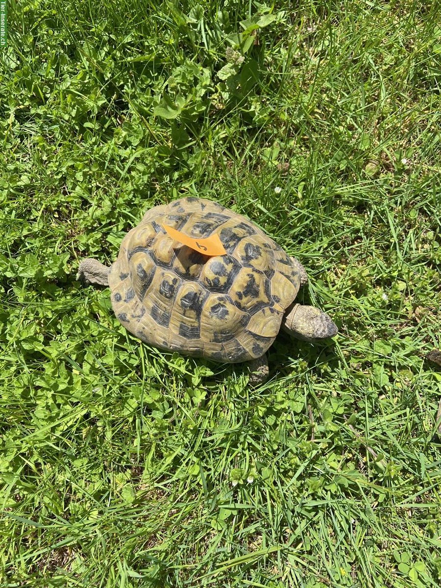 Bild 6: Griechische Landschildkröten, männlich abzugeben