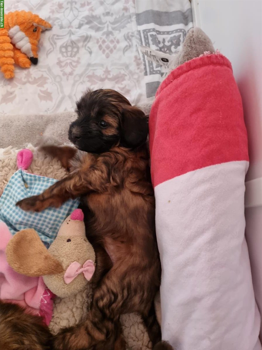 Bild 4: Wunderschöne Maltipoo Welpen zu verkaufen