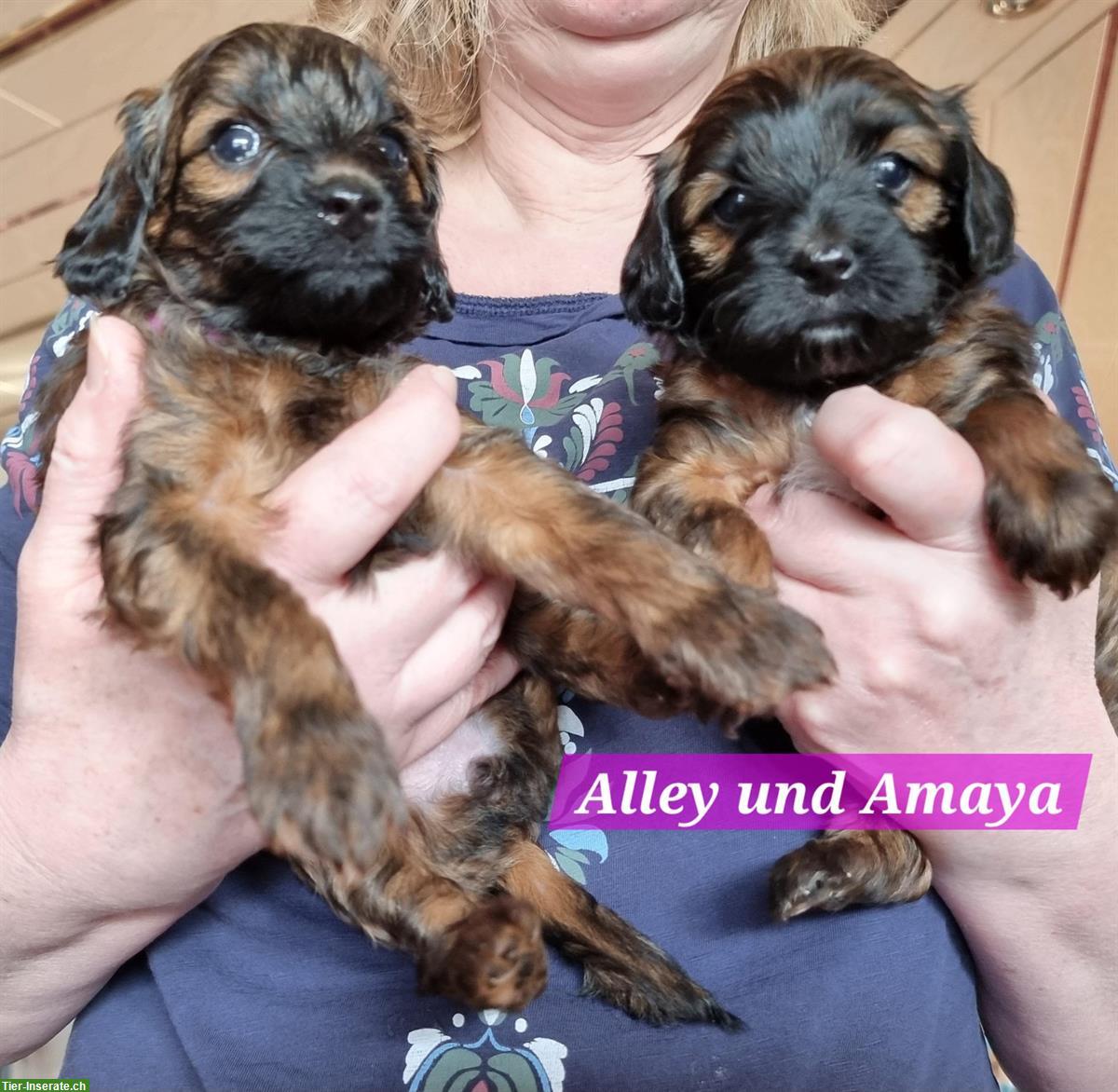 Bild 8: Wunderschöne Maltipoo Welpen zu verkaufen