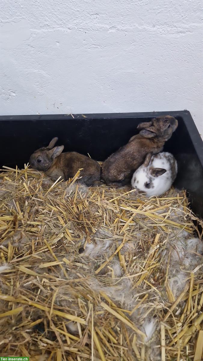 Bild 5: 3 süsse junge Kaninchen suchen ein Zuhause