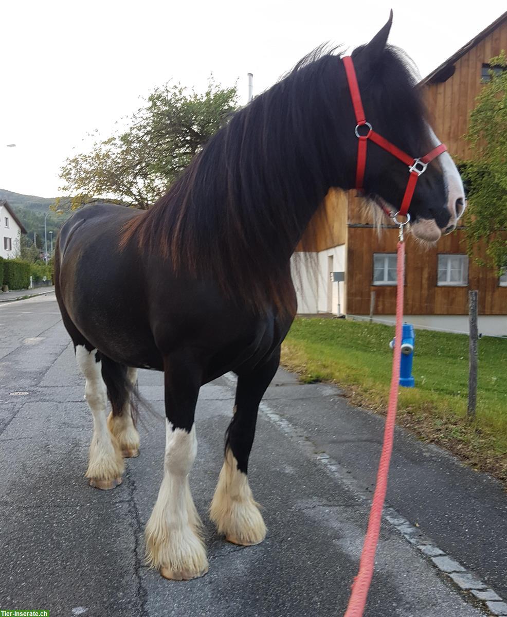 Extrem schöne Kaltblut Stute (tragend), Original Shire Horse