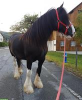 Extrem schöne Kaltblut Stute (tragend), Original Shire Horse