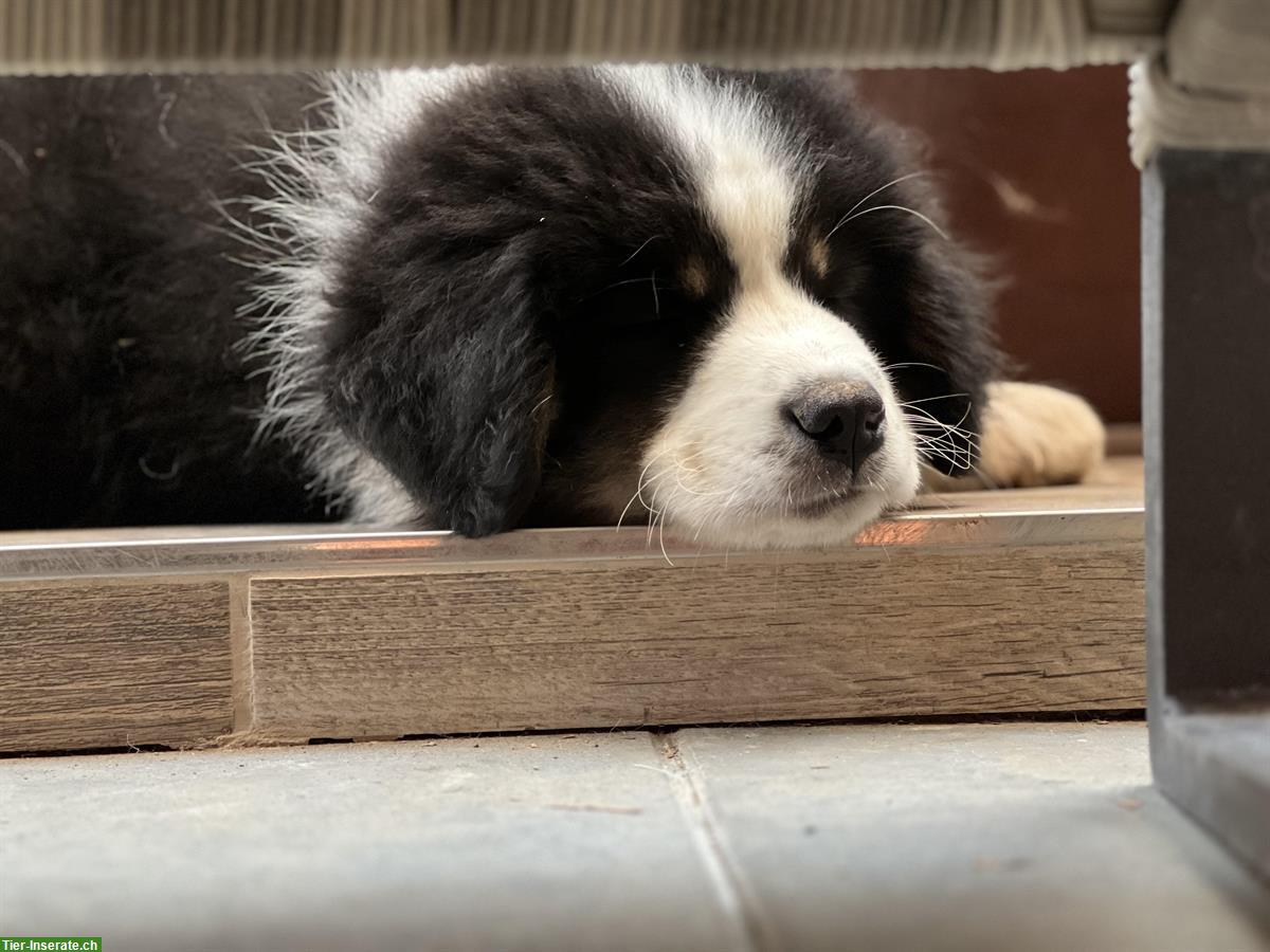 Bild 3: Leonberger x Bernersennen Welpen suchen neues Zuhause