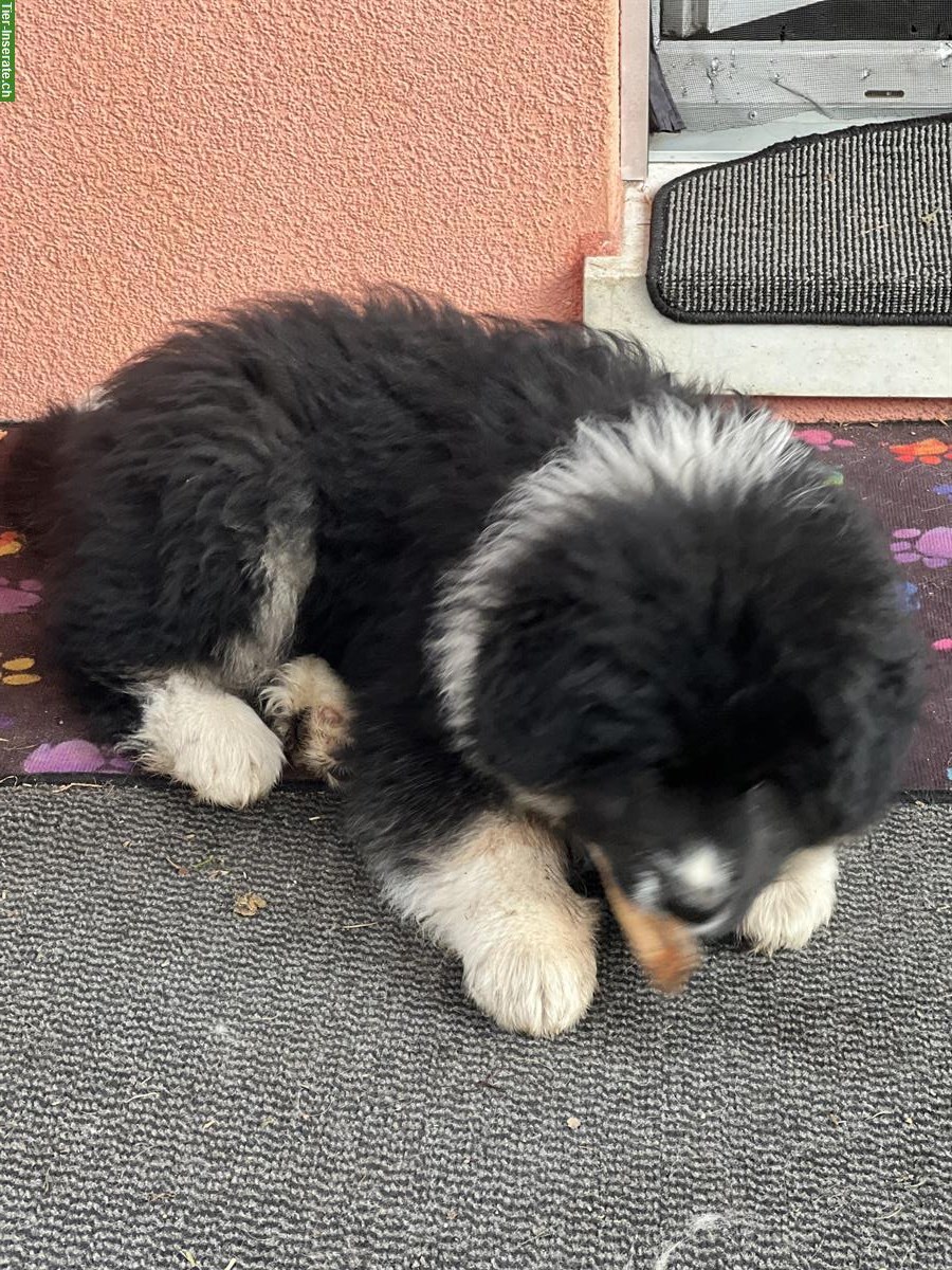 Bild 5: Leonberger x Bernersennen Welpen suchen neues Zuhause