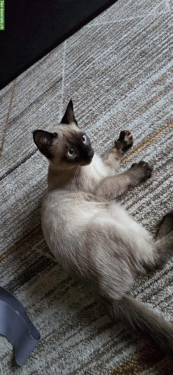 Bild 3: Siamese Kitten, 4 months old