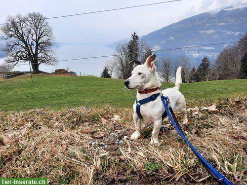 Bild 3: Rüde Mateo, kastriert sucht ein Zuhause