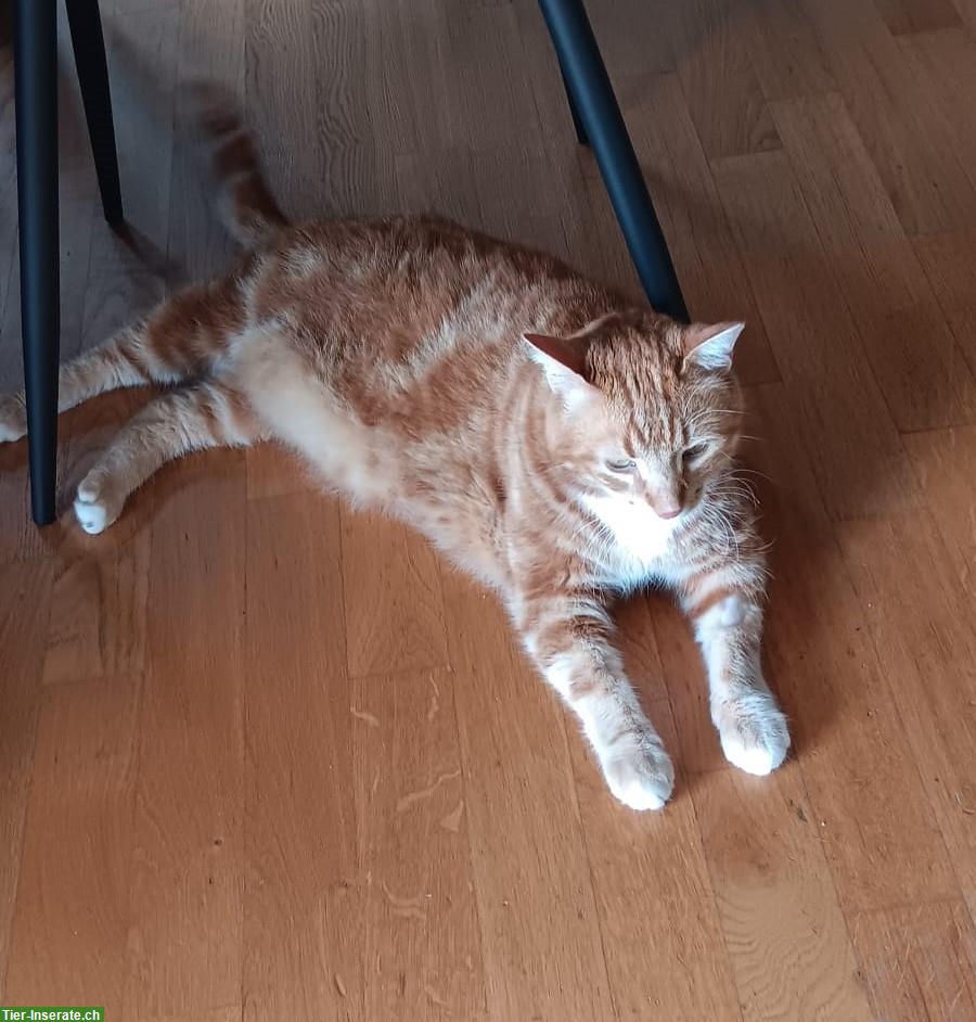 Freiheitsliebender Kater sucht ein neues Zuhause