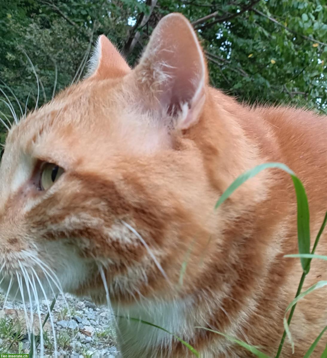 Bild 2: Freiheitsliebender Kater sucht ein neues Zuhause